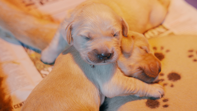 Guide dog puppies recently born