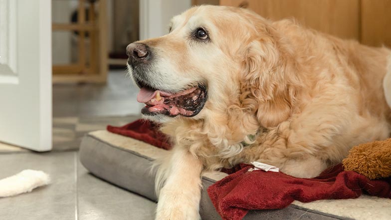 A retired golden retriever guide dog laying on a dog bed