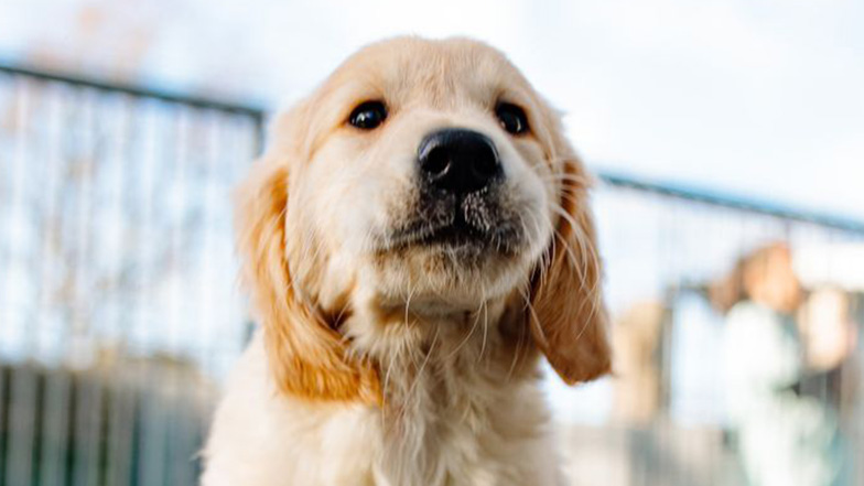 Guide dog puppy looking at the camera