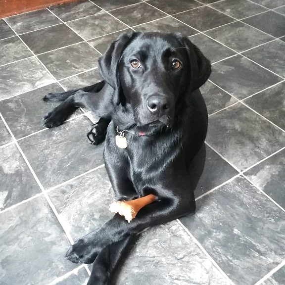 Bailey with a bone