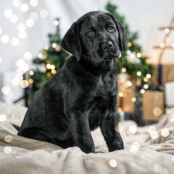 Guide dog puppy Claus sitting in front of Christmas decorations
