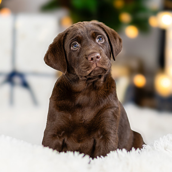 Puppy Robin sitting on a white fluffy blanket looking up to the camera.