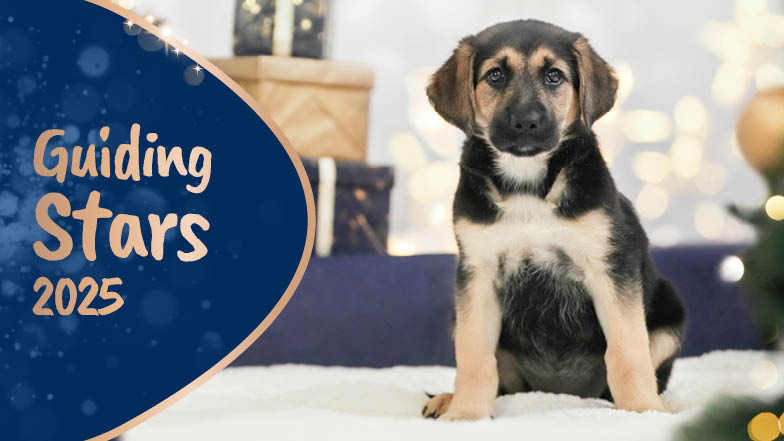 German shepherd pup Ivy sitting in a Christmassy setting next to a text bubble which says "Guiding Stars 2025".