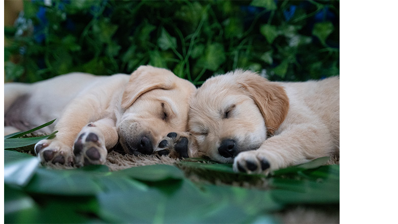 Puppy Ant and Dec sleeping together