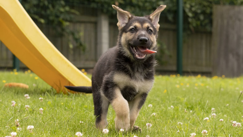 Guide Dog puppy running in the grass