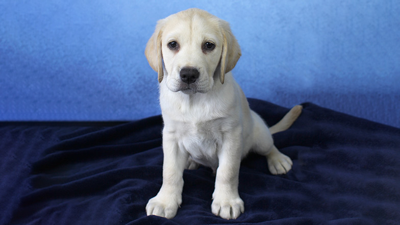 White Labrador guide dog puppy Oakley sitting on a blue blanket looking at camera