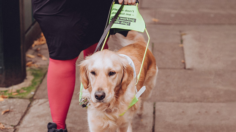 A guide dog walking with guide dog owner