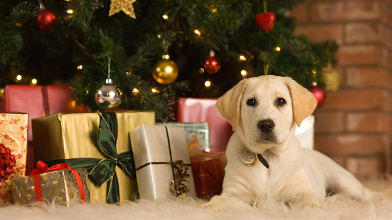 A Labrador puppy sitting by a a Christmas tree
