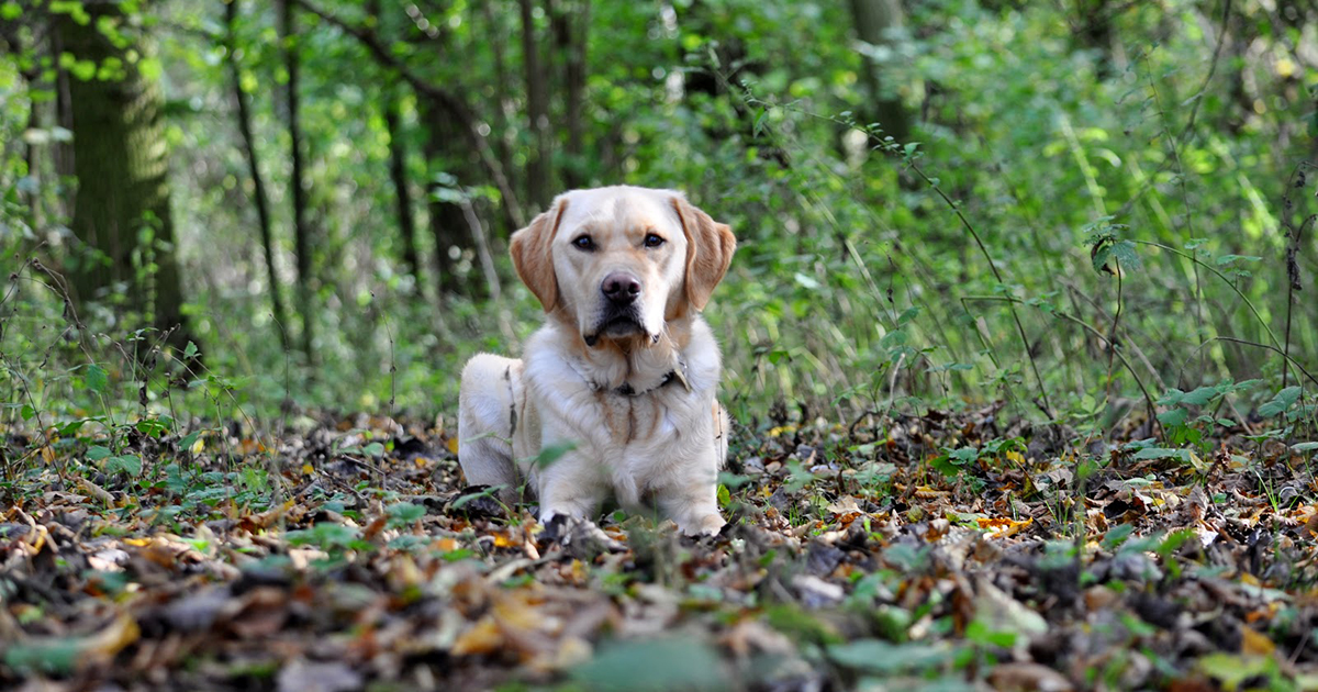 A rehomed guide dog sitting on fallen leaves in the woods. 