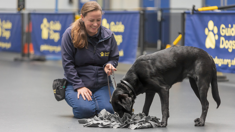 A Guide Dog Mobility Specialist sits on the floor next to a guide dog in training enjoying a snuffle mat 