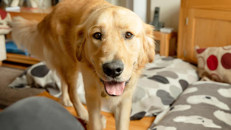 A dog looks towards the camera with his tongue out.