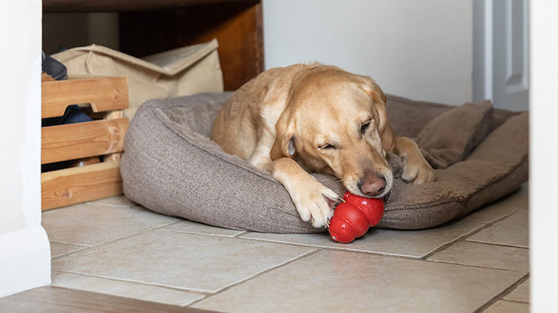 A dog rests on their dog bed with a chew toy.