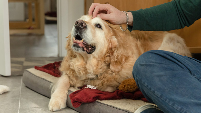 A retired guide dog relaxes on his bed as his owner pets his head.