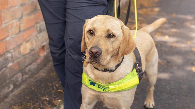 A guide dog in harness walking along a pavement 
