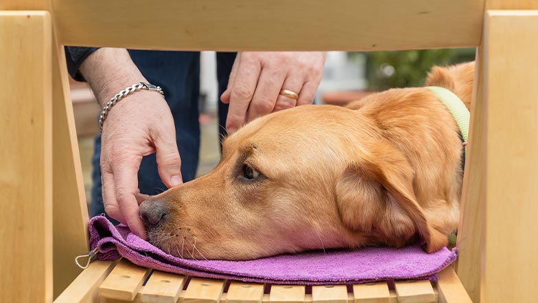 A guide dog performs a chin rest on a towel.