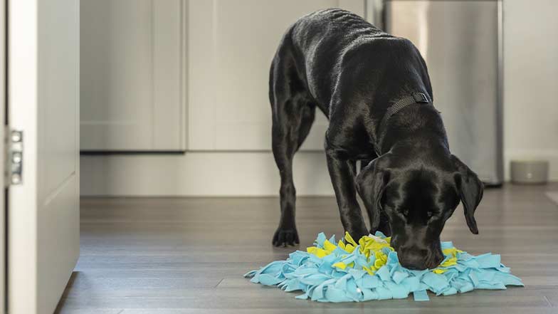 A black Labrador enjoying a snuffle mat enrichment toy.