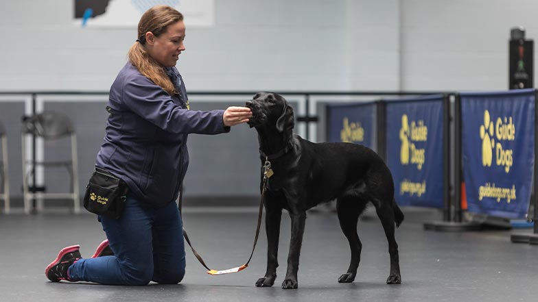 A guide dog trainer gives a guide dog in training a treat.