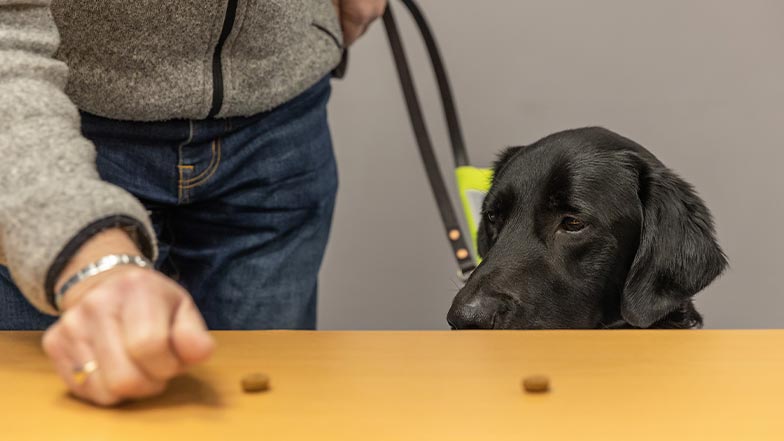 A guide dog owner lays dog food on a table as his guide dog waits patiently