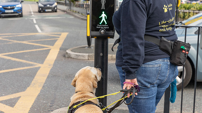 Guide dog being trained to stop at pedestrian crossing
