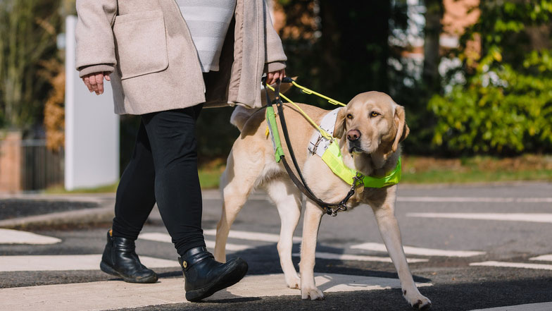 Guide dog labrador walking with owner