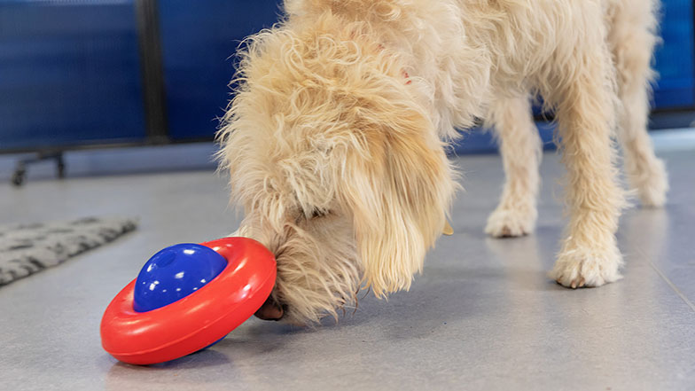 Guide dog playing with toy