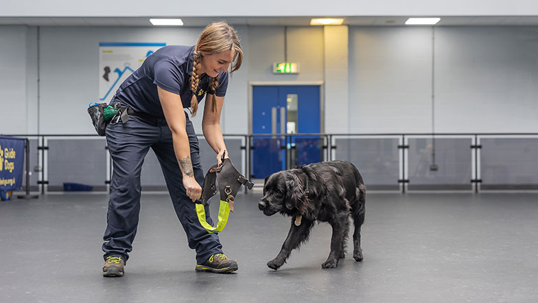 Guide dog trainer training dog to go through harness with treat