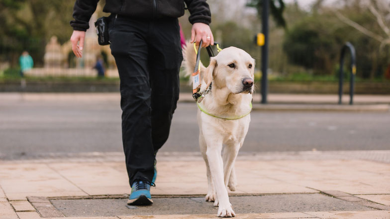 Guide dog walking with guide dog trainer