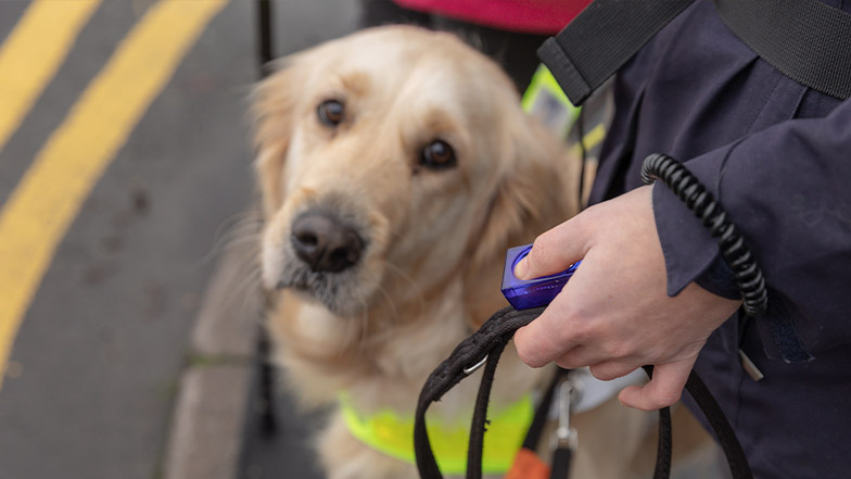 A guide dog looks up toward their trainer as she uses a clicker.