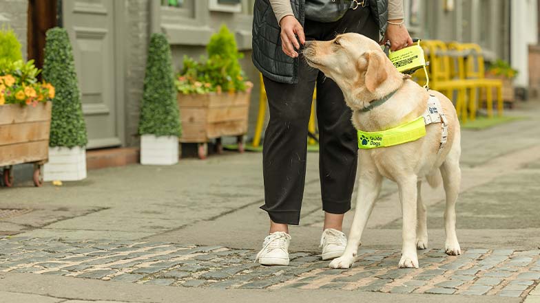 A guide dog owner rewards her dog as he works in harness