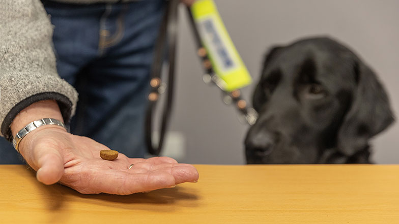 Labrador guide dog being trained with treat