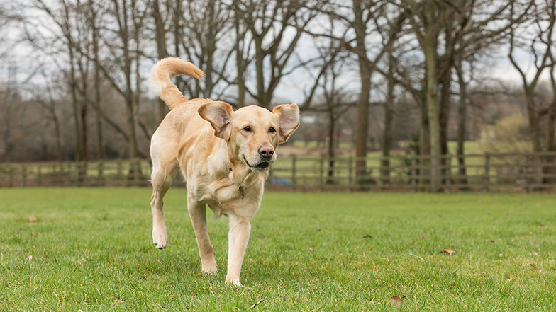 Labrador running through field