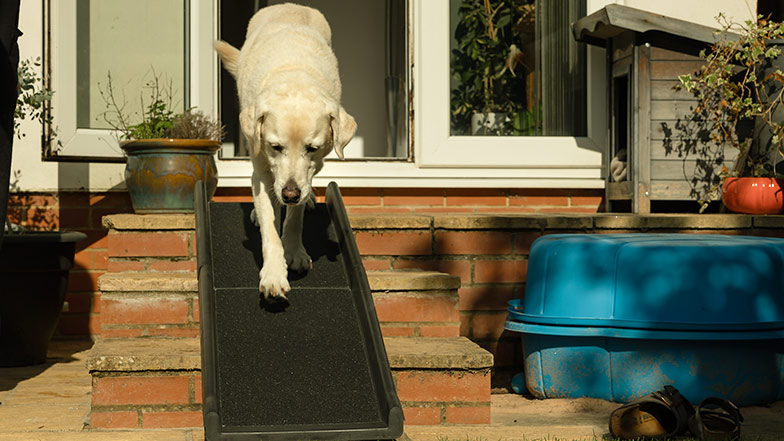 A retired guide dog uses a ramp to get down some patio steps.