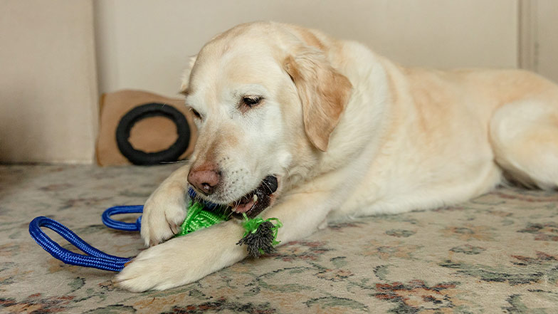Roxy, a senior dog, plays on the living room floor with a toy.