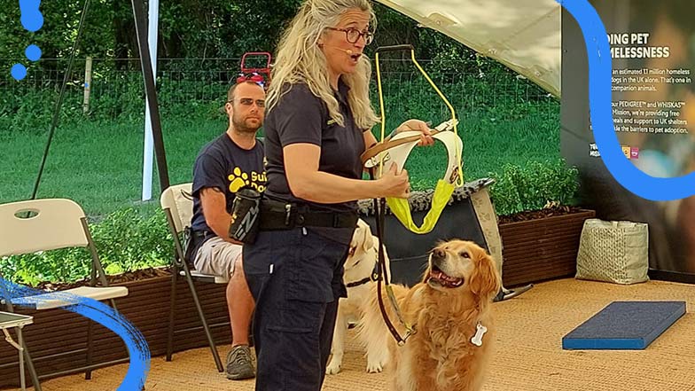 A member of the Guide Dogs demo team standing holding a white guide dog harness with a golden retriever demonstration dog beside her