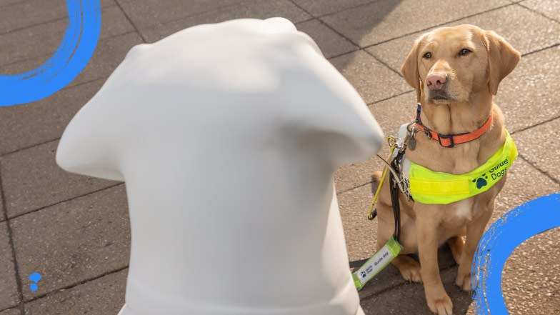 Yellow Labrador cross golden retriever guide dog Theia sits looking at the blank white guide dog sculpture.