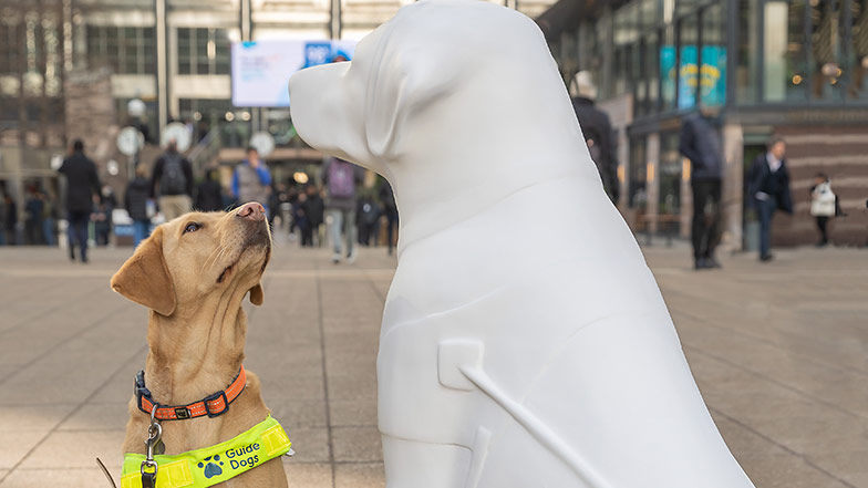 Close-up image of guide dog Theia looking up at the blank white guide dog sculpture