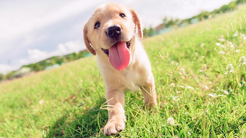 Puppy running across grass with his tongue out looking at the camera