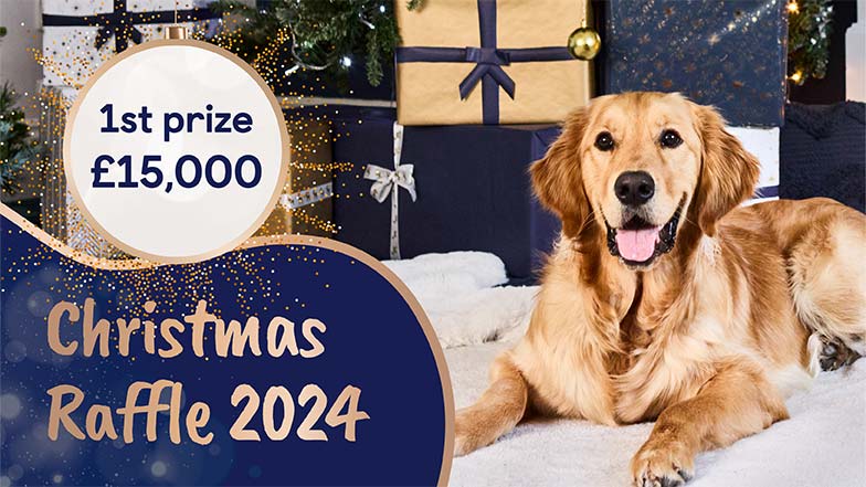 Golden retriever lying in front of Christmas presents. A bauble displays the 1st prize for the Guide Dogs Christmas Raffle 2024.