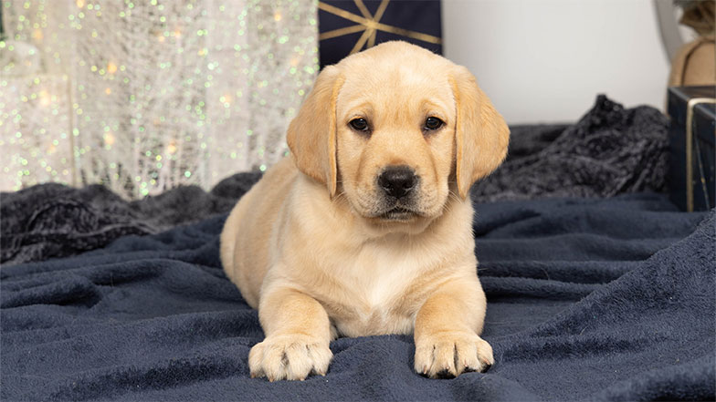 Small guide dog puppy surrounded by Christmas presents lying on a blue blanket.