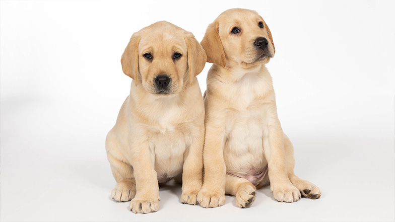 Two Labrador puppies sitting next to each other in front of a white background