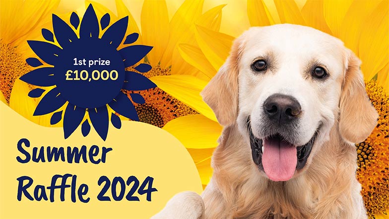 Headshot of a golden retriever on a sunflower background with his tongue out next to the text 'Summer Raffle 2024'. 1st prize £10,000 is displayed in a blue sunflower shape.