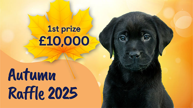 Black Labrador puppy next to a leaf displaying the first prize of £1,000 for the Autumn Raffle.