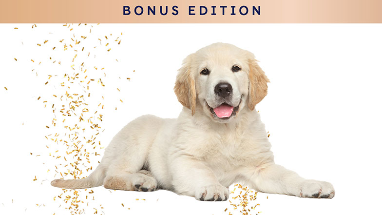 Labrador retriever cross golden retriever laying down with his paws outstretched next to a plume of gold confetti.