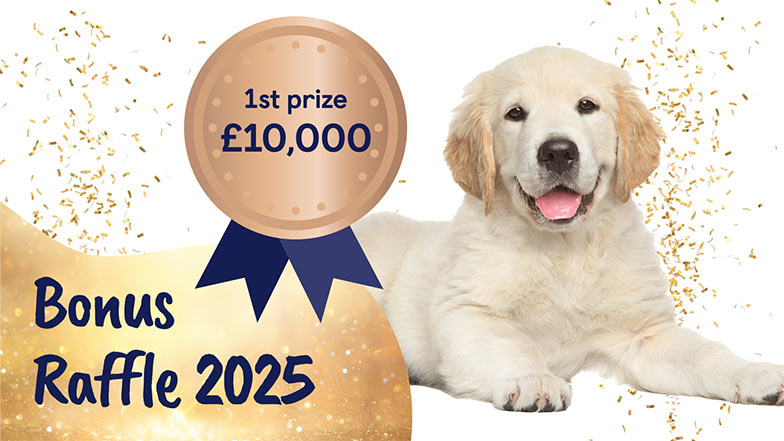 Labrador retriever cross golden retriever laying down with his paws outstretched next to a 1st prize medal display £10,000.