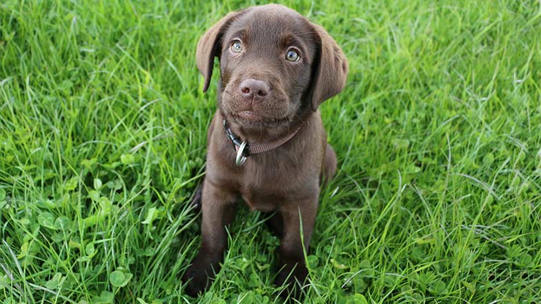 Guide Dog puppy sitting on grass