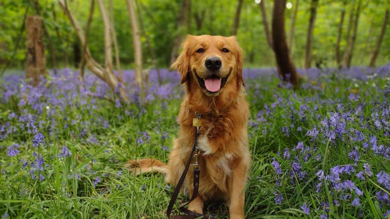 A guide dog sits amongst bluebells on a forest floor.
