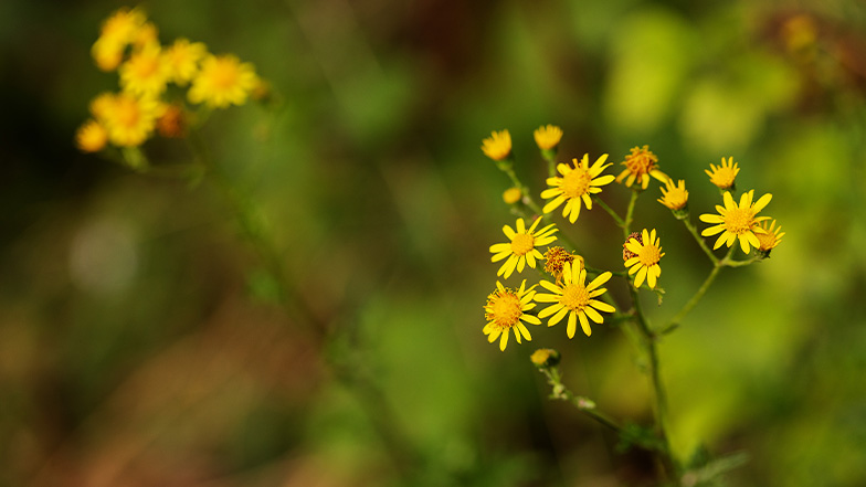 Two ragwort plants with small yellow flowers.