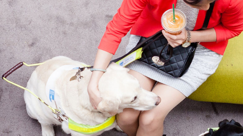 can you pet guide dogs