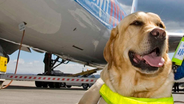 how do dogs travel on airlines