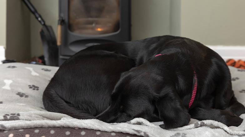 Black labrador sleeping on bed in front of fireplace